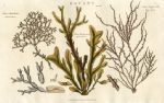 Seaweed, 1819