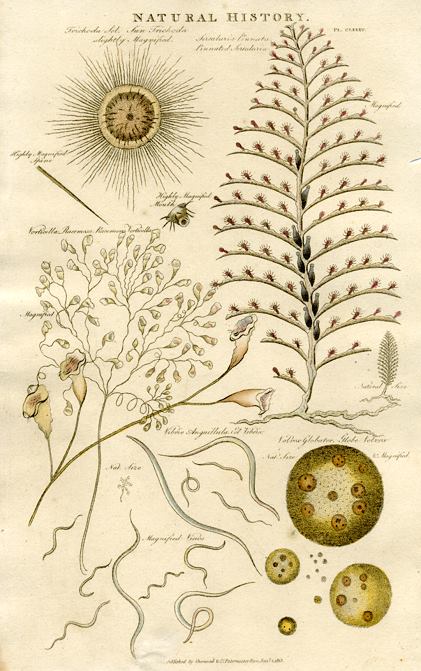 Microscopic life, 1819