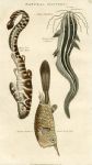 Zebra Shark, Platystacus, Horned Trunk Fish, 1819