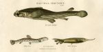 Four-eyed Anableps, Loach & Mailed Centriscus, 1819