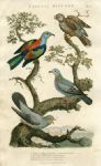 Birds - Pigeon, Cuckoo, Roller & Goat Sucker, 1819