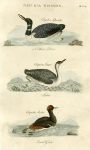 Birds - Northern Diver, Imber & Eared Grebe, 1819
