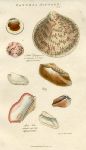 Shells, 1819