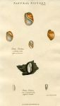Shells, 1819