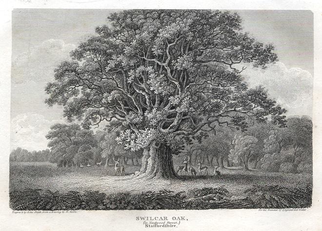 Staffordshire, Swilcar Oak in Needwood Forest, 1807