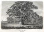 Staffordshire, Swilcar Oak in Needwood Forest, 1807