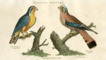 Birds of Prey - Bengal Hawk & Merlin, 1819