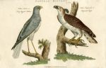 Birds of Prey - Long-legged Falcon & Imperial Eagle, 1819