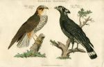 Birds of Prey - Hobby & Bacha Falcon, 1819