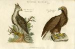 Birds of Prey - Crowned Eagle & Golden Eagle, 1819
