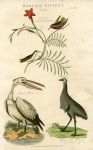 Birds - Humming Bird, Pelican & New Holland Cassowary, 1819
