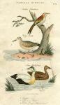 Birds - Creeper, Stint & Eider Duck, 1819