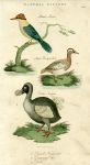 Birds - Kingfisher, Garganey & Dodo, 1819