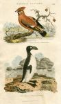 Birds - Waxen Chatterer, Great Penguin, 1819