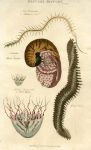 Pearl Nautilus, Bell Medusa, Great Nereis & Proboscis Nais, 1819