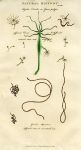 Aquatic - Gordius Aquaticus & Hydra Viridis, 1819