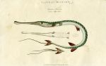 Tobacco Pipe Fish, 1819