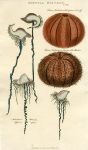 Jellyfish & Sea Urchin, 1819