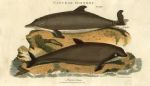 Dolphin & Porpoise, 1819