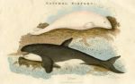 Grampus (dolphin) & Beluga Whale, 1819