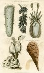 Sea Grapes, Cuttlefish, Barnacle, Great Sea Pinna, 1819