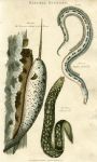 Narwhal, Spotted Eel, Roman Eel, 1819