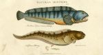 Common Wolf-fish & Viviparous Blenny, 1819