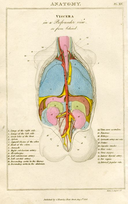 Anatomy - Viscera from behind, 1819