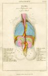 Anatomy - Viscera from behind, 1819