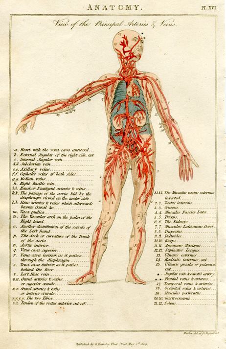 Anatomy - Principal Arteries & Veins, 1819