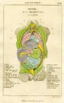 Anatomy - Viscera front view, 1819