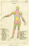 Anatomy - Myology (muscles), 1819