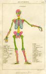 Anatomy - Osteology (skeleton), 1819