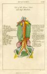 Anatomy - Thoracic Duct, 1819