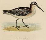 Broad-tailed Sandpiper, 1855