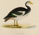 Spur-winged Goose, 1855