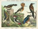 Birds - Woodpecker, Kingfisher etc., about 1885