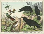 Birds - Humming Birds, Crows etc., about 1885