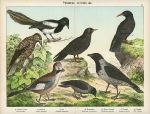 Birds - Jay, Crow, Jackdaw etc., about 1885