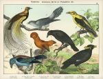 Birds - Bird of Paradise, Golden Oriel, Cuckoo etc., about 1885