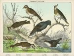 Birds - Larks, Starling, Dipper, Thrush etc., about 1885
