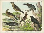 Birds - Thrushes, Blackbird, Waxwing etc., about 1885
