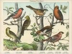 Birds - Finches, about 1885