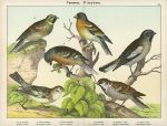 Birds - Finches, about 1885