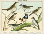 Birds - Warblers, about 1885