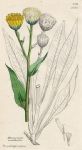 Hieracium eerinthoides, Sowerby, 1812 / 1839