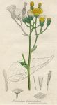 Hieracium denticulatum, Sowerby, 1810 / 1839