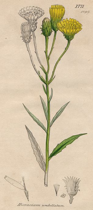 Hieracium umbellatum, Sowerby, 1807 / 1839
