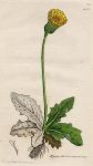 Hypochoeris maculata, Sowerby, 1797 / 1839