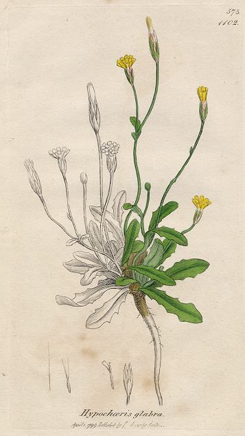 Hypochoeris glabra, Sowerby, 1799 / 1839